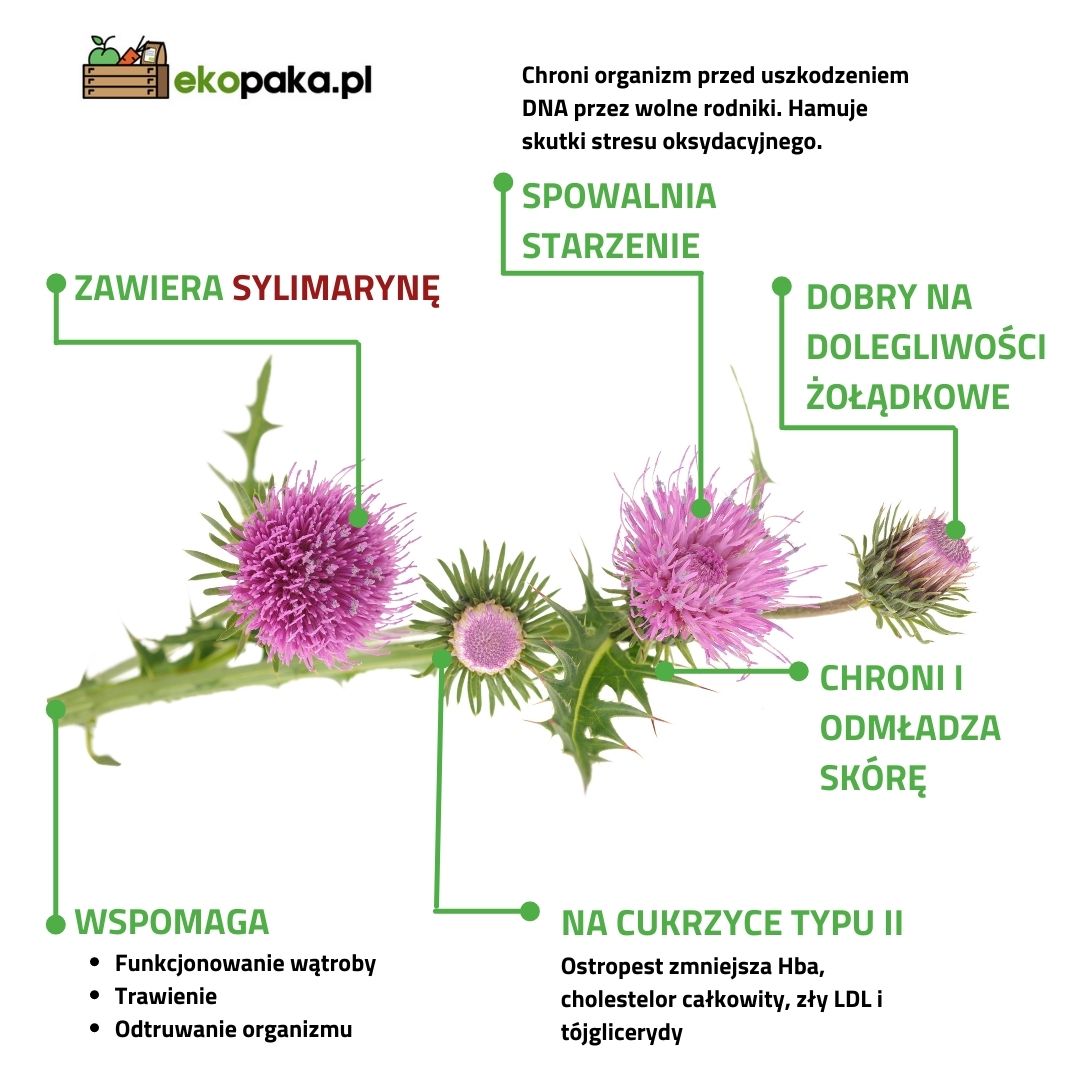 Ostropest właściwości